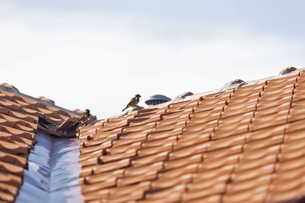 Intérieur d'un bâtiment en construction montrant la charpente en bois brut avec poutres principales et secondaires